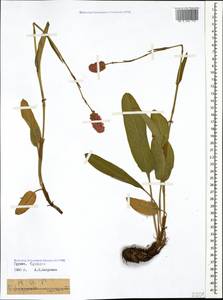 Bistorta carnea (K. Koch) Kom., Caucasus, Georgia (K4) (Georgia)