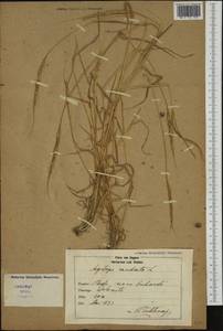 Aegilops caudata L., Western Europe (EUR) (Hungary)