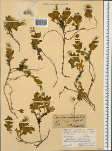 Cerastium undulatifolium Somm. & Levier, Caucasus, North Ossetia, Ingushetia & Chechnya (K1c) (Russia)