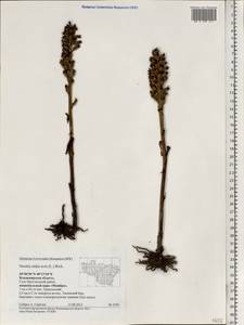 Neottia nidus-avis (L.) Rich., Eastern Europe, Central region (E4) (Russia)