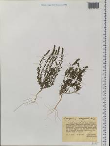 Corispermum elongatum Bunge, Siberia, Russian Far East (S6) (Russia)