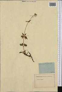 Valeriana tripteris L., Western Europe (EUR) (Austria)