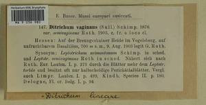 Ditrichum lineare (Sw.) Lindb., Bryophytes, Bryophytes - Western Europe (BEu) (Germany)