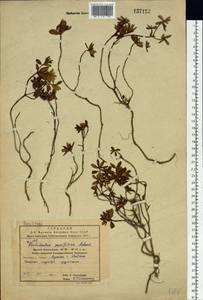 Rhododendron parvifolium Adams, Siberia, Russian Far East (S6) (Russia)