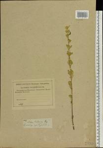 Silene tatarica (L.) Pers., Eastern Europe, Middle Volga region (E8) (Russia)