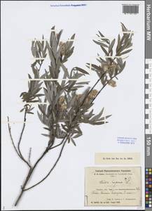 Salix rosmarinifolia L., Middle Asia, Caspian Ustyurt & Northern Aralia (M8) (Kazakhstan)