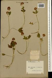 Trifolium ambiguum M.Bieb., Caucasus, Armenia (K5) (Armenia)