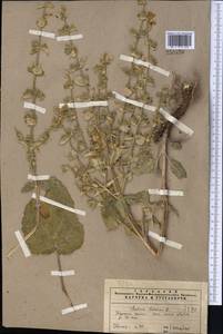 Salvia sclarea L., Middle Asia, Pamir & Pamiro-Alai (M2) (Uzbekistan)