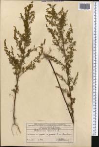 Artemisia annua L., Middle Asia, Western Tian Shan & Karatau (M3) (Kazakhstan)