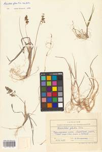 Anthoxanthum glabrum (Trin.) Veldkamp, Siberia, Russian Far East (S6) (Russia)