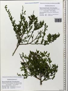 Chrysojasminum fruticans (L.) Banfi, Caucasus, Krasnodar Krai & Adygea (K1a) (Russia)