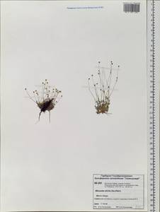 Sabulina stricta (Sw.) Rchb., Siberia, Central Siberia (S3) (Russia)