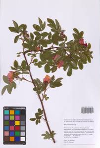 Rosa majalis Herrm., Eastern Europe, Moscow region (E4a) (Russia)