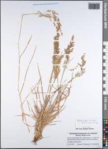 Deschampsia, Siberia, Russian Far East (S6) (Russia)