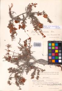 Atraphaxis replicata Lam., Eastern Europe, Lower Volga region (E9) (Russia)