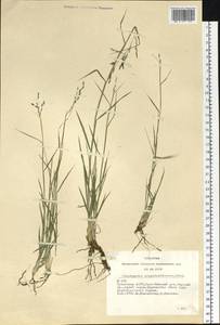 Cleistogenes songorica (Roshev.) Ohwi, Siberia, Altai & Sayany Mountains (S2) (Russia)