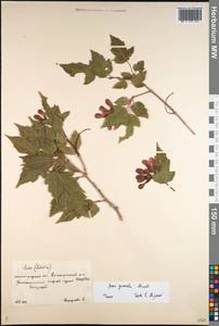 Acer tataricum subsp. ginnala (Maxim.) Wesm., Eastern Europe, Lower Volga region (E9) (Russia)