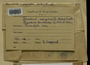 Climacium dendroides (Hedw.) F. Weber & D. Mohr, Bryophytes, Bryophytes - Middle Russia (B6) (Russia)