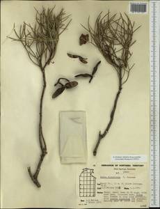 Hakea divaricata L. A. S. Johnson, Australia & Oceania (AUSTR) (Australia)