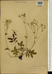 Potentilla discolor Bunge, South Asia, South Asia (Asia outside ex-Soviet states and Mongolia) (ASIA) (China)