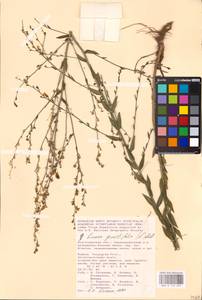 MHA 0 159 260, Linaria genistifolia (L.) Mill., Eastern Europe, Lower Volga region (E9) (Russia)