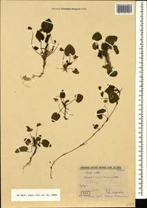 Viola alba subsp. dehnhardtii (Ten.) W. Becker, Caucasus, Abkhazia (K4a) (Abkhazia)