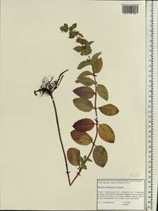 Mentha × dalmatica Tausch, Eastern Europe, Northern region (E1) (Russia)