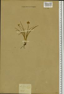 Allium lineare L., Siberia, Baikal & Transbaikal region (S4) (Russia)