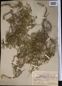 Thymus kotschyanus Boiss. & Hohen., Middle Asia, Western Tian Shan & Karatau (M3) (Kazakhstan)