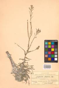 Matthiola fragrans (Fisch.) Bunge, Eastern Europe, North Ukrainian region (E11) (Ukraine)
