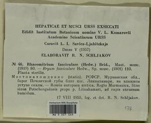 Dilutineuron fasciculare (Schrad. ex Hedw.) Bedn.-Ochyra, Sawicki, Ochyra, Szczecińska & Plášek, Bryophytes, Bryophytes - Karelia, Leningrad & Murmansk Oblasts (B4) (Russia)