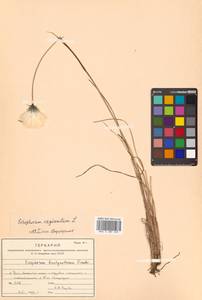 Eriophorum vaginatum L., Siberia, Russian Far East (S6) (Russia)