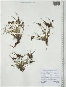 Cyperus fuscus L., Western Europe (EUR) (Italy)