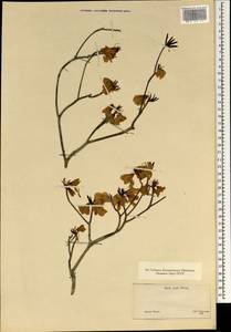 Rhododendron, South Asia, South Asia (Asia outside ex-Soviet states and Mongolia) (ASIA) (Japan)