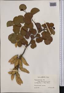 Cercis griffithii Boiss., Middle Asia, Kopet Dag, Badkhyz, Small & Great Balkhan (M1) (Turkmenistan)