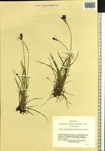 Carex eleusinoides Turcz. ex Kunth, Siberia, Altai & Sayany Mountains (S2) (Russia)