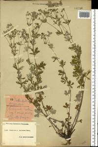 Potentilla argentea L., Eastern Europe, South Ukrainian region (E12) (Ukraine)