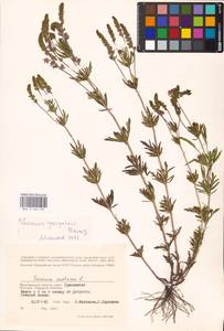 MHA 0 160 236, Veronica austriaca subsp. jacquinii (Baumg.) Watzl, Eastern Europe, Lower Volga region (E9) (Russia)
