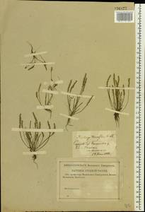 Plantago tenuiflora Waldst. & Kit., Eastern Europe, Lower Volga region (E9) (Russia)