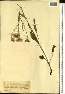 Saussurea amara (L.) DC., Siberia, Altai & Sayany Mountains (S2) (Russia)