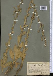 Verbascum songaricum Schrenk, Middle Asia, Pamir & Pamiro-Alai (M2) (Tajikistan)