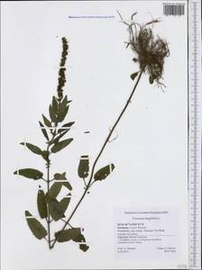 Veronica longifolia L., Western Europe (EUR) (Germany)