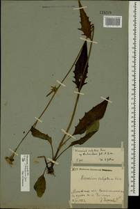 Hieracium lachenalii subsp. deductum (Sudre) Greuter, Eastern Europe, Moscow region (E4a) (Russia)
