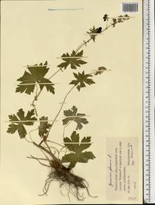 Geranium phaeum L., Eastern Europe, West Ukrainian region (E13) (Ukraine)