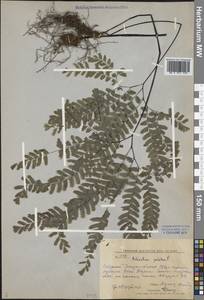 Adiantum pedatum L., Siberia, Russian Far East (S6) (Russia)