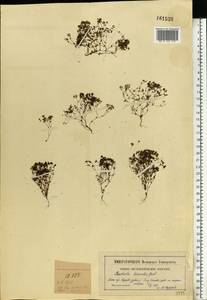 Radiola linoides Roth, Eastern Europe, Moscow region (E4a) (Russia)