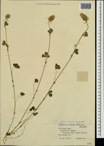 Trifolium incarnatum subsp. molinerii (Hornem.)Syme, Crimea (KRYM) (Russia)
