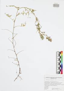 Vicia cracca L., Eastern Europe, Central region (E4) (Russia)