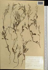 Erucastrum gallicum (Willd.) O.E.Schulz, Siberia, Russian Far East (S6) (Russia)