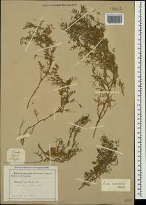 Vicia lens (L.) Coss. & Germ., Crimea (KRYM) (Russia)